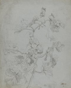 つる性植物の研究（カボチャ科） 作： James Ward